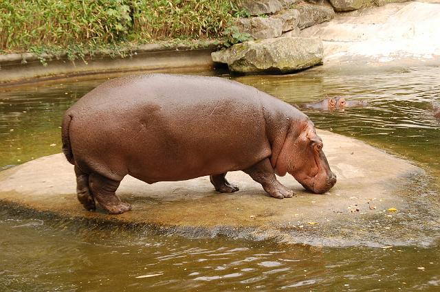 dierentuin emmen_1161